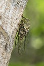 Neotropical Fidicina cicada Royalty Free Stock Photo