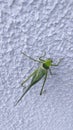Neotropical Giant Katydids (Genus Stilpnochlora) sitting on the wall. Royalty Free Stock Photo