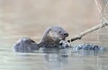 Neotropical otter eating a fish in a river