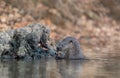 Neotropical otter eating a fish in a river