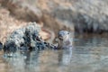 Neotropical otter eating fish in water