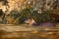 Neotropical Otter, Lontra longicaudis, sitting on the rock river coast, rare animal in the nature habitat, Rio Negro, Pantanal, Br