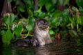 Neotropical Otter - Tortuguero, Costa Rica