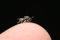 Neotropical Parasitoid Wasp on Finger, Satara, Maharashtra