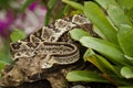 Neotropical Rattlesnake