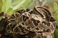 Neotropical Rattlesnake Royalty Free Stock Photo