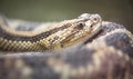 Neotropical rattlesnake Crotalus durissus Royalty Free Stock Photo