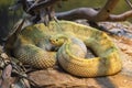 Neotropical Rattlesnake venomous pit viper snake curled up