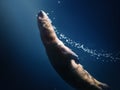 Neotropical River Otter Diving underwater