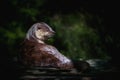 Neotropical River Otter