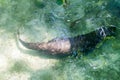 Neotropical river otter