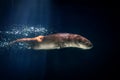 Neotropical River Otter Diving