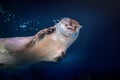 Neotropical River Otter Diving underwater