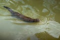 Neotropical River Otter Swimming