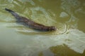 Neotropical River Otter Swimming Royalty Free Stock Photo