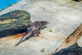 Neotropical river otter