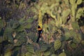 Neotropical Troupial Bird Drinking Nectar from a Flower