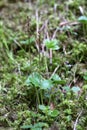 Neottia cordata - Wild plant shot in the spring