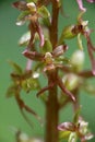 Neottia cordata - Wild plant shot in the spring