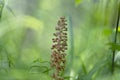 Neottia nidus-avis or bird`s-nest orchid