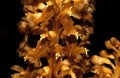 Neottia nidus-avis, the bird`s-nest orchid