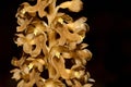 Neottia nidus-avis, the bird`s-nest orchid.