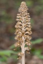 Neottia nidus-avis, the bird`s-nest orchid