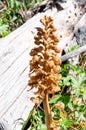 Neottia nidus-avis, the bird`s-nest orchid, a non-photosynthetic orchid, amazing plant