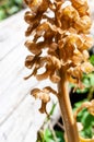 Neottia nidus-avis, the bird`s-nest orchid, a non-photosynthetic orchid, amazing plant