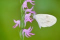 Neottianthe Cucullata, Hoodshaped Orchid, pink flower in nature with butterfly. Flowering European terrestrial wild orchid in natu Royalty Free Stock Photo