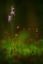 Neottianthe Cucullata, Hoodshaped Orchid, pink flower in nature forest habitat. Flowering European terrestrial wild orchid in natu