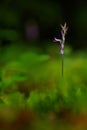 Neottianthe Cucullata, Hoodshaped Orchid, pink flower in nature forest habitat. Flowering European terrestrial wild orchid in natu Royalty Free Stock Photo