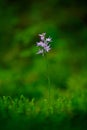 Neottianthe Cucullata, Hoodshaped Orchid, pink flower in nature forest habitat. Flowering European terrestrial wild orchid in Royalty Free Stock Photo