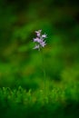 Neottianthe Cucullata, Hoodshaped Orchid, pink flower in nature forest habitat. Flowering European terrestrial wild orchid in