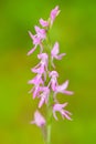 Neottianthe Cucullata, Hoodshaped Orchid, pink flower in nature forest habitat. Flowering European terrestrial wild orchid in