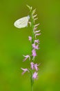 Neottianthe Cucullata, Hoodshaped Orchid, pink flower in nature forest habitat. Flowering European terrestrial wild orchid in