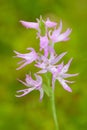 Neottianthe Cucullata, Hoodshaped Orchid, pink flower in nature forest habitat. Flowering European terrestrial wild orchid in natu