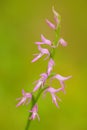 Neottianthe Cucullata, Hoodshaped Orchid, pink flower in nature forest habitat. Flowering European terrestrial wild orchid in natu Royalty Free Stock Photo