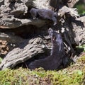 Neovison vison American Mink and baby Royalty Free Stock Photo