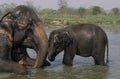 Asian Elephant Elephas maximus with Baby