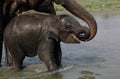 Elephant Safari in Chitwan, Chitwan national park Royalty Free Stock Photo