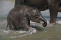 Elephant Safari in Chitwan, Chitwan national park Royalty Free Stock Photo