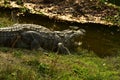 Nepal, Chitwan National Park. Aligator
