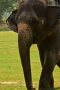 Nepal, Chitwan National Park, the center for elephants Royalty Free Stock Photo