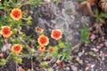 Nepal cinquefoil Potentilla nepalensis Miss Willmott, flowering plant