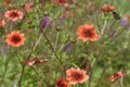 Nepal Cinquefoil