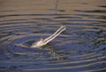 The gharial Gavialis gangeticus Royalty Free Stock Photo