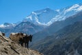 Nepal - Himalaya horses in Annapurna region Royalty Free Stock Photo