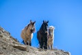 Nepal - Horse wanderers Royalty Free Stock Photo