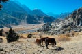 Nepal - Horses gazing on the meadow Royalty Free Stock Photo